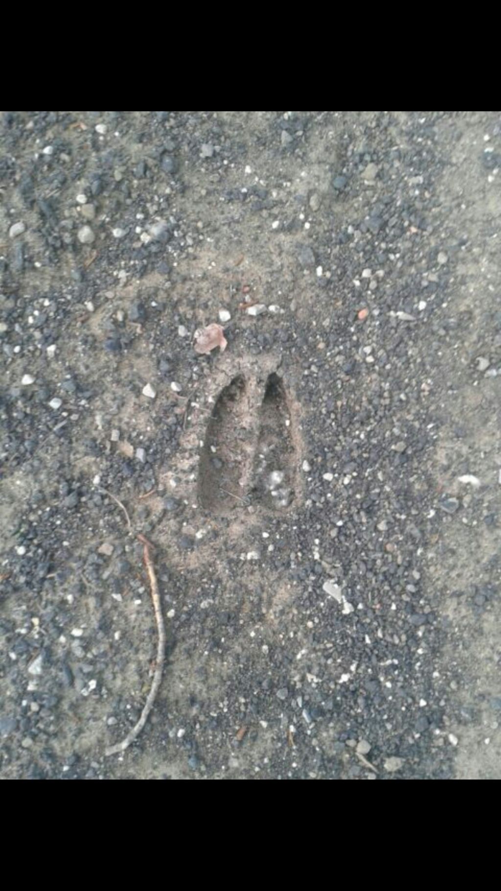 Identificazione impronte di ungulato